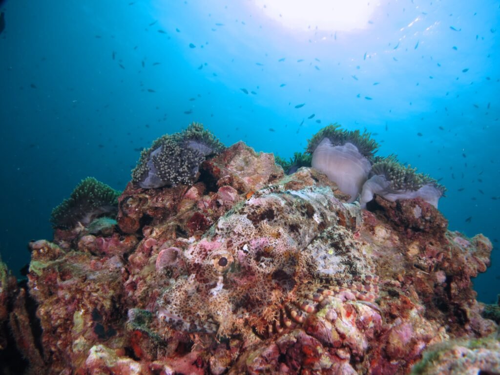 Camoflaged tasstled scorpionfish on reef diving Sabah